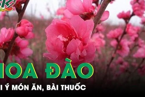 Gợi ý món ăn, bài thuốc từ hoa đào