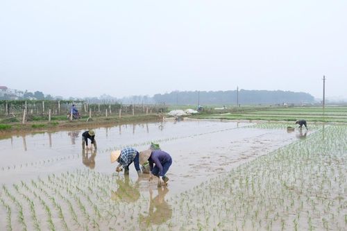 Hà Nội: Mùng 4 Tết, nông dân tích cực xuống đồng sản xuất vụ Xuân