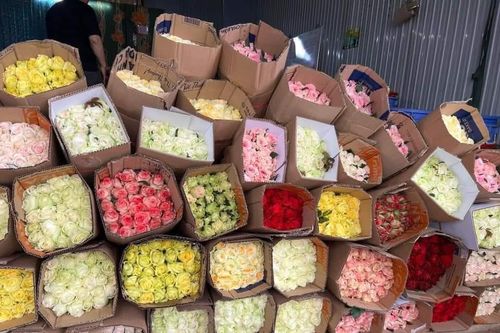 TP Hồ Chí Minh: Hoa hồng rớt giá trước ngày Lễ tình nhân 14/2