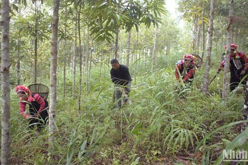 Trồng cây, trồng rừng hiệu quả, thiết thực
