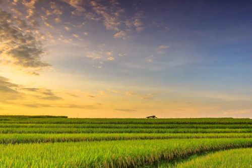 Trên đồng lúa vàng có tiếng hát mãi xanh