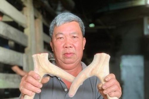 Kiếm bộn tiền từ nghề cắt lộc nhung hươu