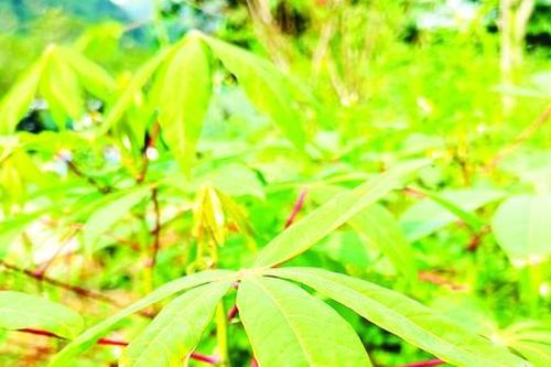 Những ân tình sắn