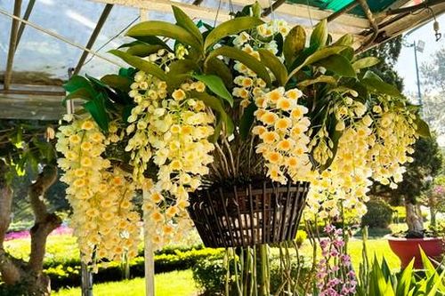 Hơn 700 tác phẩm đua sắc tại Hội thi hoa lan Đà Lạt xuân Giáp Thìn