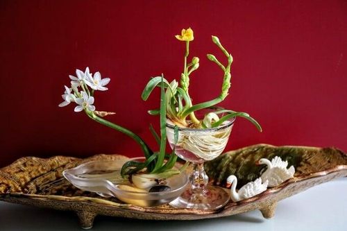 Tao nhã thú chơi hoa thủy tiên ngày Tết của người Hà Nội