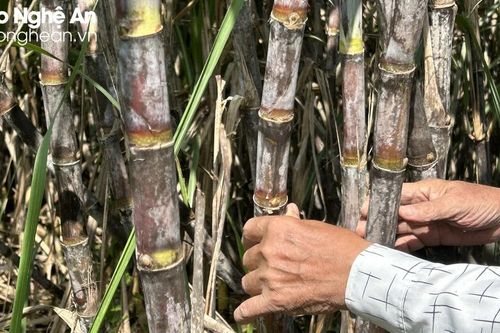 Vùng nguyên liệu mía Nghệ An có nơi đạt năng suất kỷ lục gần 140 tấn/ha
