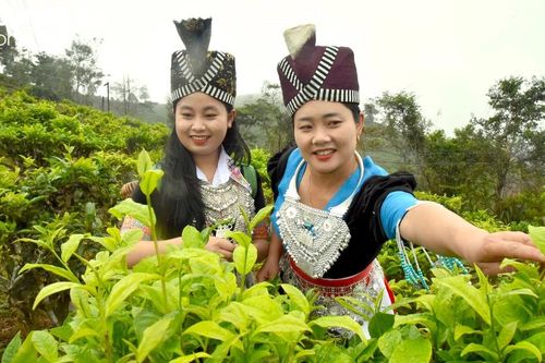 Mùa Xuân, lên núi hái lộc chè…