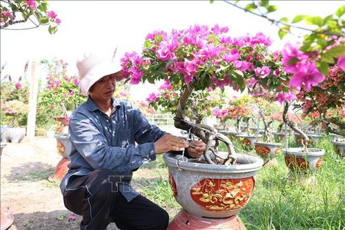 Bén duyên với nghề trồng hoa giấy ngũ sắc
