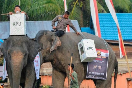 Indonesia dùng bò, voi, thuyền để đưa phiếu bầu đến tay cử tri nơi xa xôi