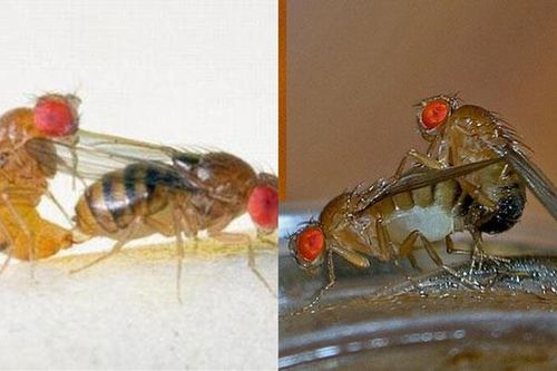 Loài động vật giao phối nhanh nhất thế giới, chỉ mất vỏn vẹn 1 giây