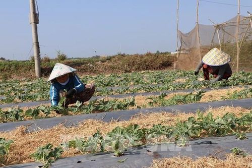 Miền đất cù lao nhiễm mặn đổi đời nhờ sản xuất thích ứng biến đổi khí hậu