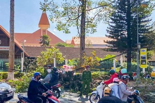 Đắk Lắk: Cô gái bán hoa dịp lễ không may bị cây đè đã tử vong
