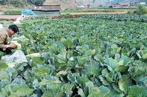 Giá trị sản xuất cây vụ đông đạt trên 130 triệu đồng/ha