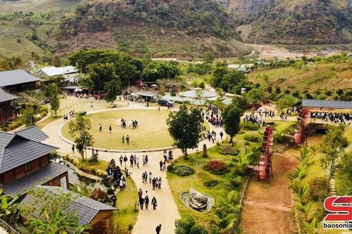 Mộc Châu tập nập du khách đến thăm, trải nghiệm dịp Tết