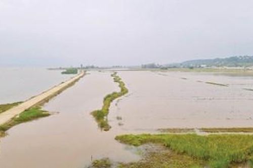 'Nhân sâm' từ lòng đất