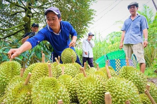 'Lộc Xuân' ở thủ phủ sầu riêng, cà phê