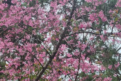Đỏ mắt tìm hoa đào ở thành phố hoa Đà Lạt