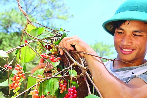Sản vật ngũ vị tử trên đỉnh Ngọc Linh