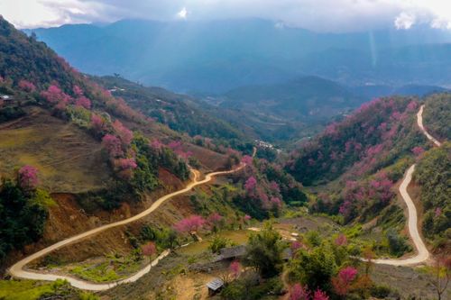 Mù Cang Chải rực rỡ sắc hoa Tớ dày