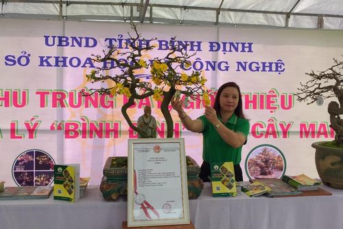 Mai vàng Bình Định, chỉ dẫn địa lý đầu tiên của miền đất võ