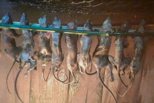 Người Xơ Đăng làm món 'quý tộc' đãi khách quý ngày Tết