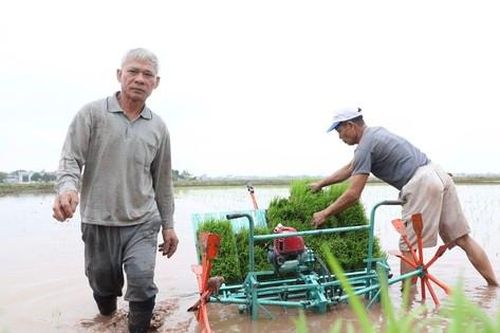 Hình ảnh người nông dân tất bật xuống ruộng cấy lúa khai xuân