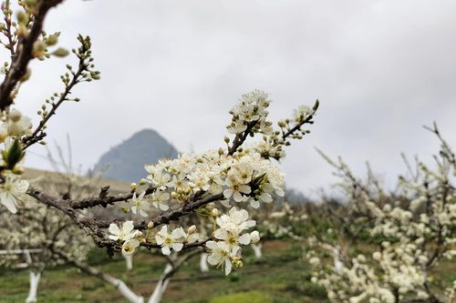 Đến Lào Cai du xuân ngắm hoa