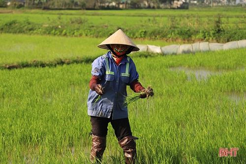 Nông dân phấn khởi ra đồng chăm sóc lúa xuân