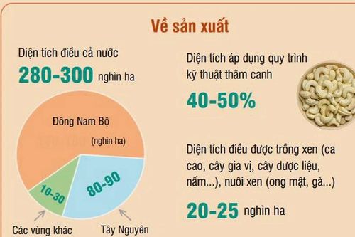 Mục tiêu đến năm 2030, sản lượng hạt điều đạt 0,36-0,4 triệu tấn
