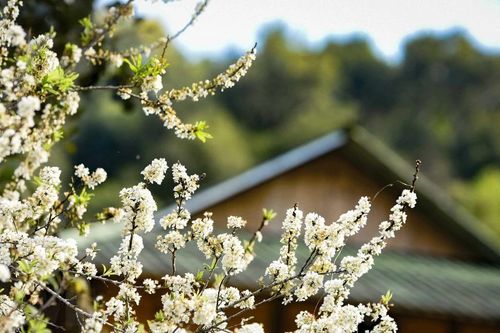 Mùa hoa mận trên thung lũng Phiêng Ban ở Điện Biên