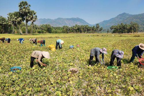 Nông dân phấn khởi xuống đồng trong những ngày đầu năm mới