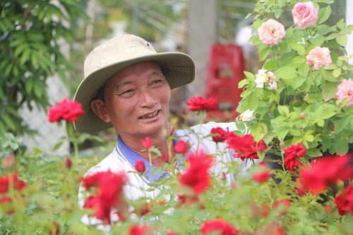 Tâm huyết với nghề trồng hoa hồng