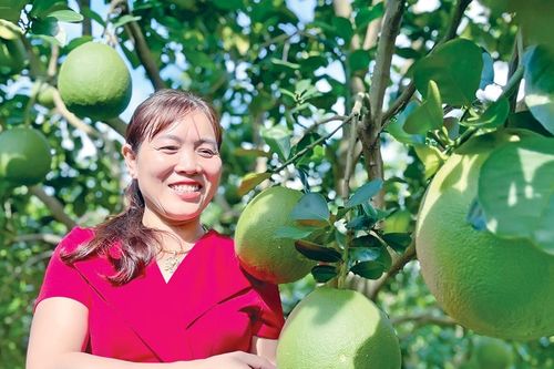 Bưởi da xanh Krông Pa rộng đường xuất khẩu