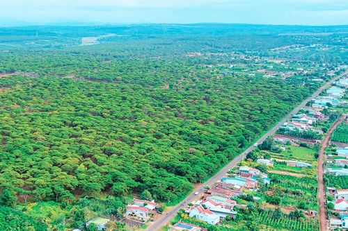 Bảo tồn giá trị rừng thông Đak Đoa