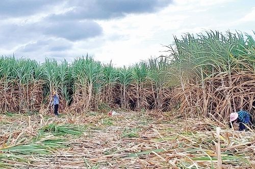 AgriS Gia Lai gắn bó với vùng nguyên liệu mía Đông Nam tỉnh