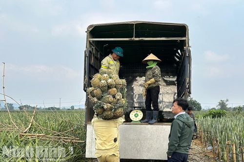 Rộn ràng xuống đồng đầu năm mới