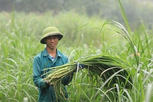 Người Sán Chỉ lan tỏa hương thơm sả Java