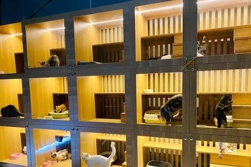 Gen Z đột phá với mô hình 'khách sạn' cho thú cưng