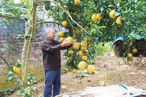 Hương bưởi ngày Tết