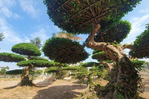 Về đất tổ làng nghề cây cảnh, ngắm cây sanh hình rồng trăm tuổi, giá tiền tỷ