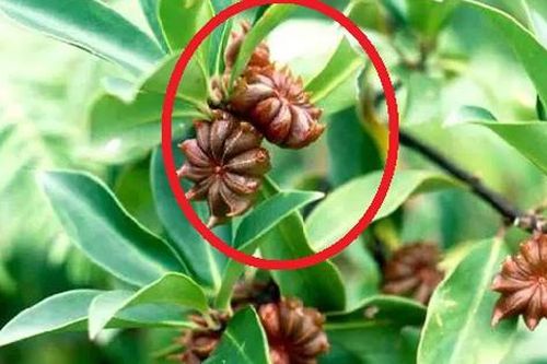 Mặt hàng 'báu vật' của Việt Nam, chỉ 2 nước trồng được, Trung Quốc, Ấn Độ nhập khẩu hàng nghìn tấn
