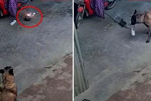 Cục sạc xe đạp điện bốc cháy, chú chó thông minh cắn đứt dây ngăn được hỏa hoạn