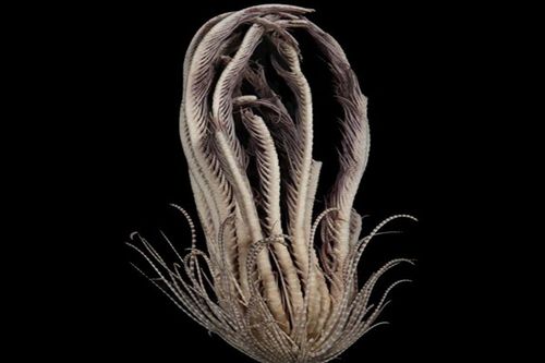 Loài sinh vật biển sâu sở hữu ngoại hình như quái vật trong 'Alien'