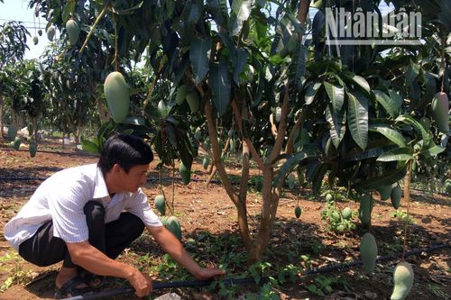 Ứng dụng công nghệ cao, phát triển nông nghiệp xanh, tuần hoàn