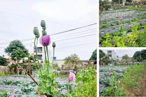 Xử lý trường hợp người dân trồng gần 300 cây anh túc trong vườn nhà