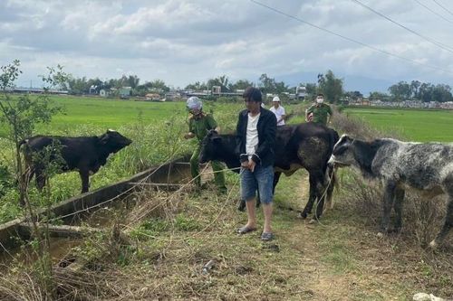 'Bò tặc' sa lưới ngày giáp Tết