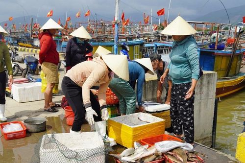 'Mở biển lấy may', ngư dân Quảng Bình thu tiền triệu