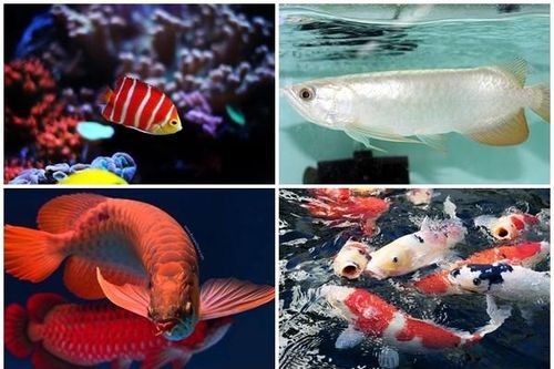 5 loại cá cảnh 'huyền thoại' đắt nhất thế giới
