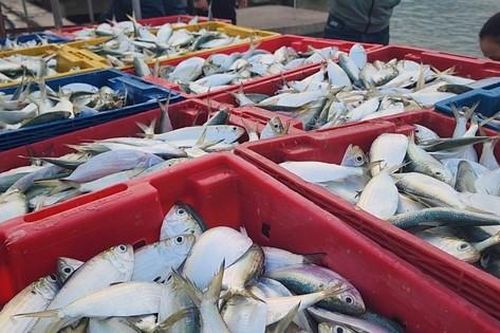 Ngư dân Hà Tĩnh trúng 'lộc biển' trong chuyến ra khơi đầu năm