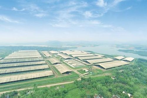 Đầu năm 2024, TH true MILK làm được 2 điều khó trong lịch sử ngành chăn nuôi và chế biến sữa thế giới